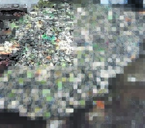 Two arrested, abalone worth about R1,4 m confiscated