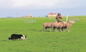 Who will be the top dog?