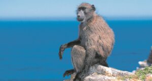 Bobbejaan in Kleinmond doodgebyt