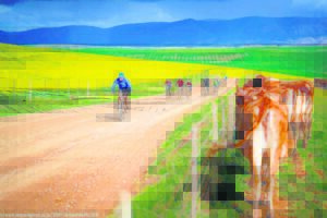 Cycle amid canolas