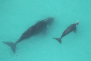 WWF en universiteit snoer kragte saam