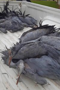 O’berg Blue Cranes poisoned
