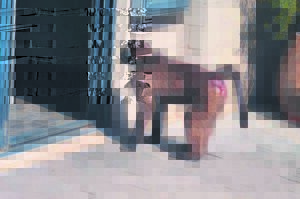 Help to keep baboons safe