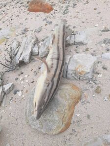 Vissermanne los haaie op strand