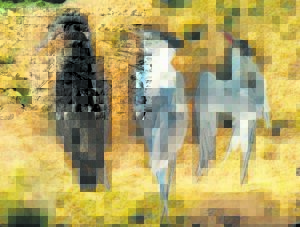 Sick, dying bird quest