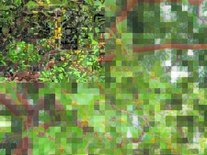 Four tree species protected