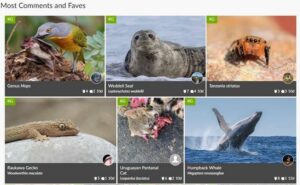 Overstrand Bioblitzing gains momentum