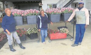 Overberg makes its mark at Chelsea Flower Show