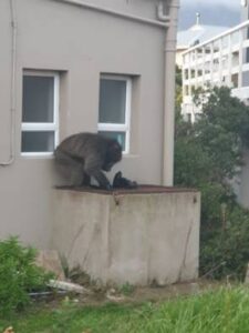 Wie en wat om te bel as kees moeilikheid maak