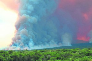 Invasive plants a fire risk