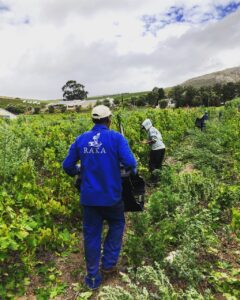 Tough time for wine industry