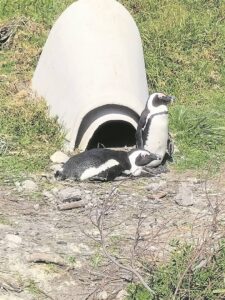 Campaign for seabirds