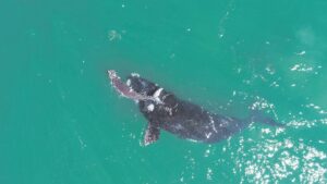 ‘Stay 300 m from whales’