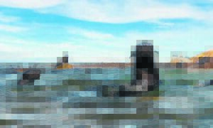 Be on the lookout for seal pups