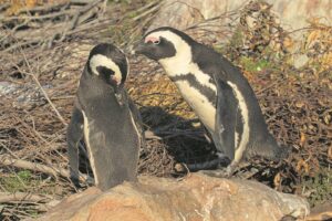 Help the African Penguin