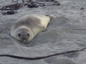 Buffel steel strandgangers se harte