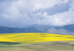 Geel net waar jy kyk
