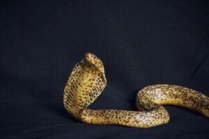 Maak só in die slangseisoen