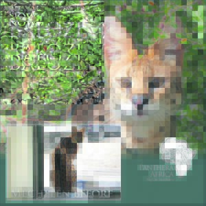 Servals transported to new home