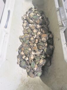 Restauranteienaar van Stanford met perlemoen betrap