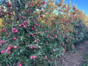 Goeie appel- en peeroes in die Overberg-streek verwag