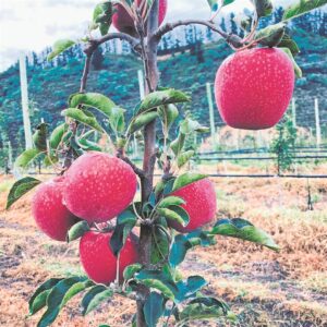 Promising future for sought-after South African Pink Lady