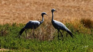 Help count the Blue Cranes in the Overstrand from 24-27 July