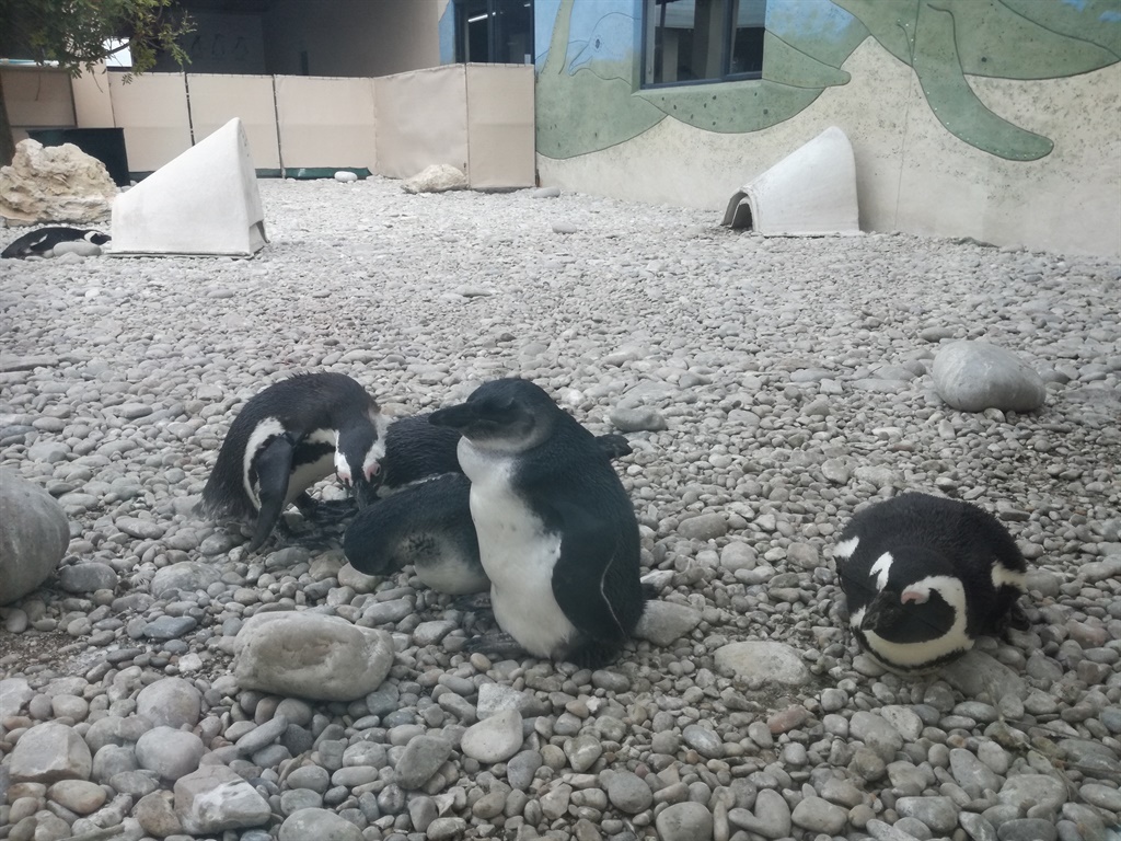 Some of the residents at the the African Penguin a
