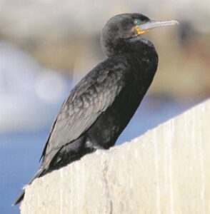 Cormorant alert