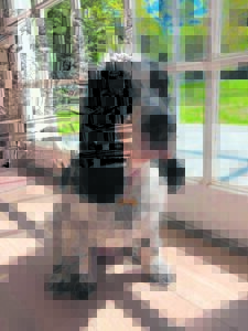 Gemeenskap staan saam oor vermiste Abby