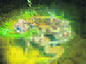 Grootbos checks its toads