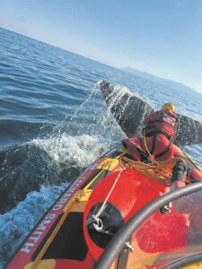 Whale of a rescue mission