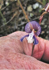 Rare species at Sandberg