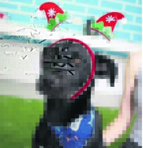 Pup’s killing shocks locals