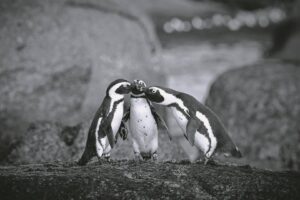 Spreading love of penquins