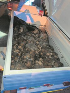 Verdagtes voorheen ook oor perlemoen verhoor