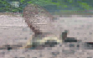 Buffel maak hom tuis op Onrus se strand