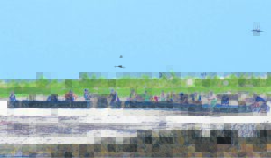 Penguins make a dive for freedom