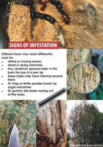 Shot-Hole Borer Beetle can destroy our valley’s trees