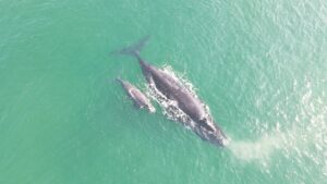 Whale of a time in Overberg