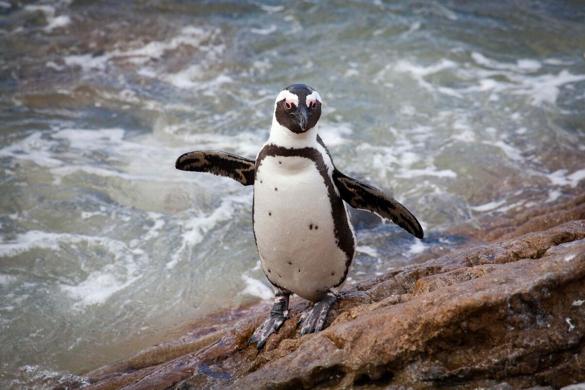 Pikkewyne gelukkig in Bettysbaai