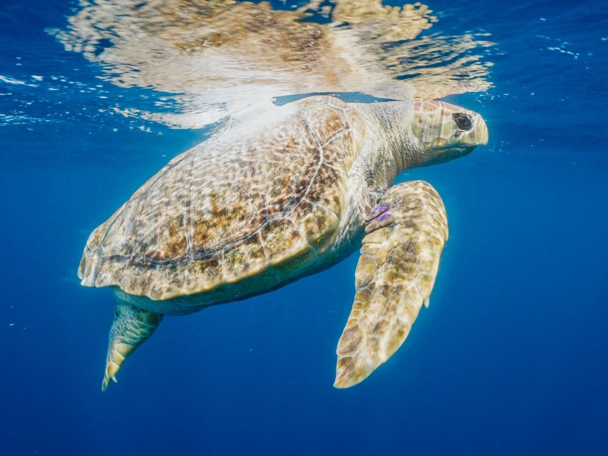 Turtle rescued of the coast of Gansbaai travels an astounding distance
