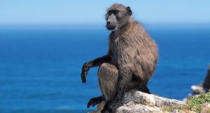 Baboon saga continues after an adult baboon found dead in Pringle Bay