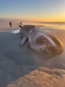 Rare Sperm whale found stranded in the surf zone Struisbaai