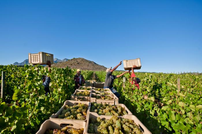 The South African win industry is also under threat due to Trumps tariff war.