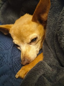 ‘Keep dogs inside during cold weather’