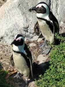 Be vigilant for oiled and stranded seabirds between Pearly Beach and Buffelsjags
