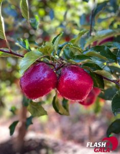 Record-breaking season for Flash Gala marks milestone for South African apple industry