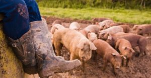 CAM confirmed a new outbreak of African Swine Fever in Napier