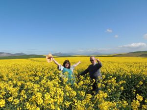 Meer oor die kanola-velde van die Overberg